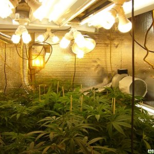 h00ks Hillbilly Grow 2016