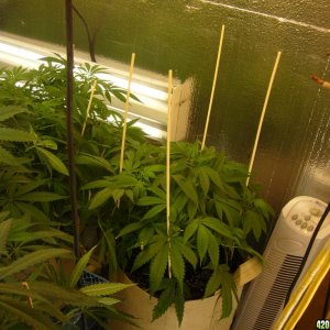 h00ks Hillbilly Grow 2016