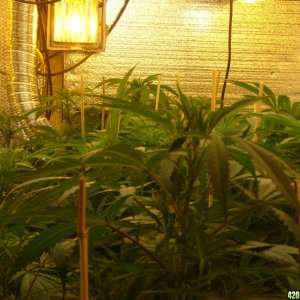 h00ks Hillbilly Grow 2016