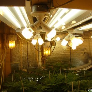 h00ks Hillbilly Grow 2016