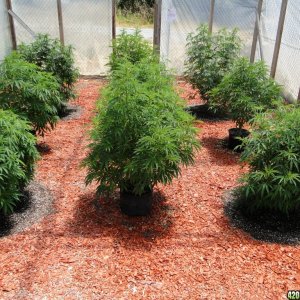 2016 Organic Multi-Strain Grow-Greenhouse #2-7/2/16