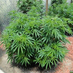 2016 Organic Multi-Strain Grow-Greenhouse #1-7/2/16