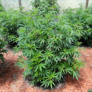 2016 Organic Multi-Strain Grow-Greenhouse #1-7/2/16