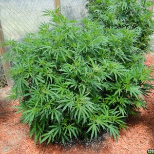 2016 Organic Multi-Strain Grow-Greenhouse #1-7/2/16