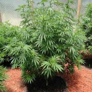 2016 Organic Multi-Strain Grow-Greenhouse #1-7/2/16