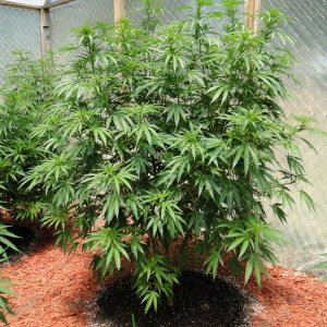 2016 Organic Multi-Strain Grow-Greenhouse #1-7/2/16