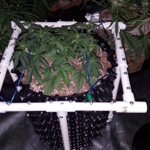 LST frame