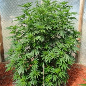 2016 Organic Multi-Strain Greenhouse Grow-7/4/16