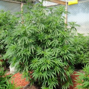 2016 Organic Multi-Strain Greenhouse Grow-7/4/16