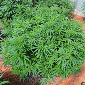 2016 Organic Multi-Strain Greenhouse Grow-7/4/16