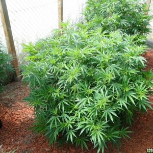 2016 Organic Multi-Strain Greenhouse Grow-7/4/16