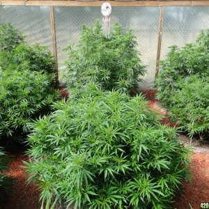 2016 Organic Multi-Strain Greenhouse Grow-7/4/16