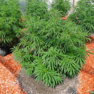 2016 Organic Multi-Strain Greenhouse Grow-7/4/16