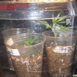 New clones - Soilless 7-4-2016