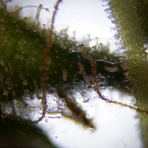 photomicrography - trichomes