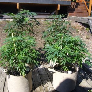 h00ks Hillbilly Grow 2016