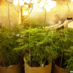 h00ks Hillbilly Grow 2016