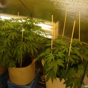 h00ks Hillbilly Grow 2016