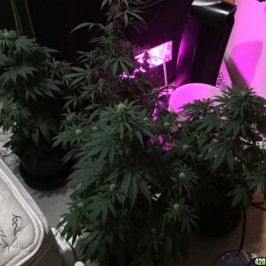 4x4 Fusion Hut w/900 Watt Mars II Hydro LED