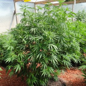 2016 Organic Multi-Strain Grow-Greenhouse #1-7/5/16