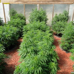 2016 Organic Multi-Strain Grow-Greenhouse #1-7/5/16