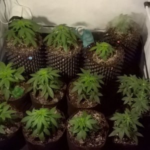 Day_31_After_Transplant