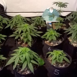 Day_31_Before_Transplant