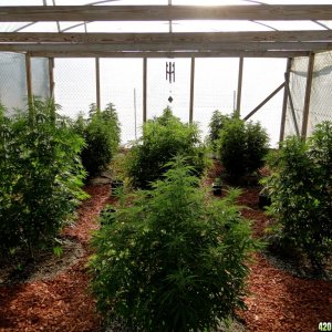 2016 Organic Multi-Strain Grow-Greenhouse #2-7/7/16