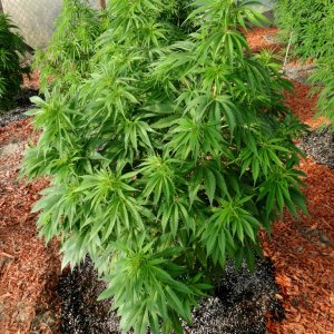 2016 Organic Multi-Strain Grow-Greenhouse #2-7/7/16