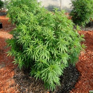 2016 Organic Multi-Strain Grow-Greenhouse #2-7/7/16