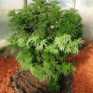 2016 Organic Multi-Strain Grow-Greenhouse #2-7/7/16