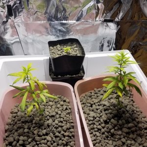 First timer need help