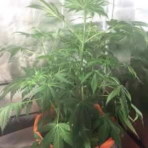 Yojitoke week 6