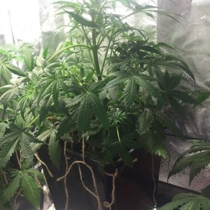 Yojitoke week 6