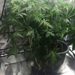 Yojitoke week 6