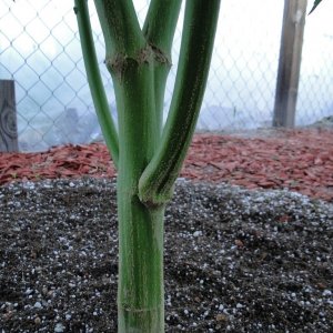 Cannabis Stalks