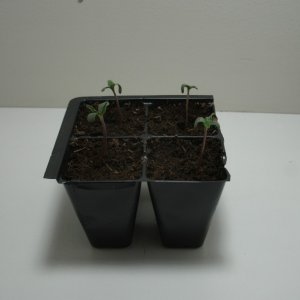 seedlings