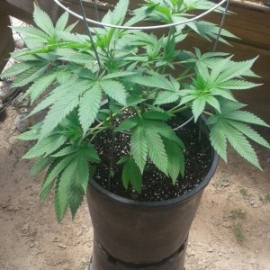 Mystery plant 2