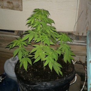 Mystery plant 2