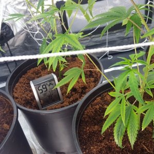 Grow Issues