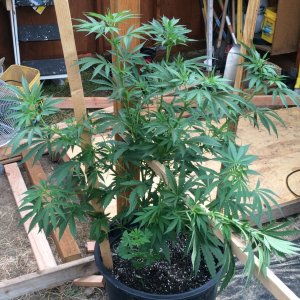 Harvest weight Incredible Bulk