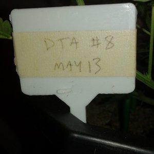 dta perpetual lst boy