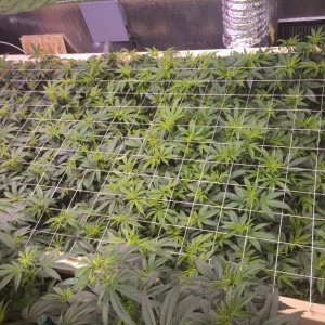 True OG SCROG