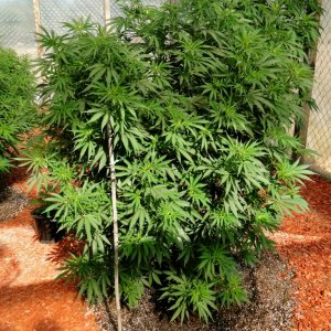 2016 Organic Multi-Strain Grow-Greenhouse #2-7/13/16