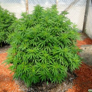 2016 Organic Multi-Strain Grow-Greenhouse #2-7/13/16