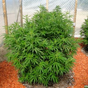 2016 Organic Multi-Strain Grow-Greenhouse #2-7/13/16