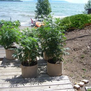 h00ks Hillbilly Grow 2016