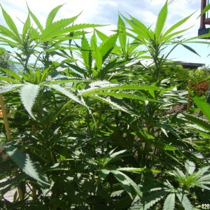 h00ks Hillbilly Grow 2016