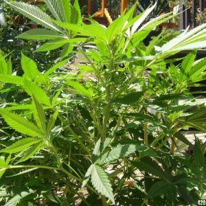 h00ks Hillbilly Grow 2016