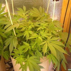 h00ks Hillbilly Grow 2016